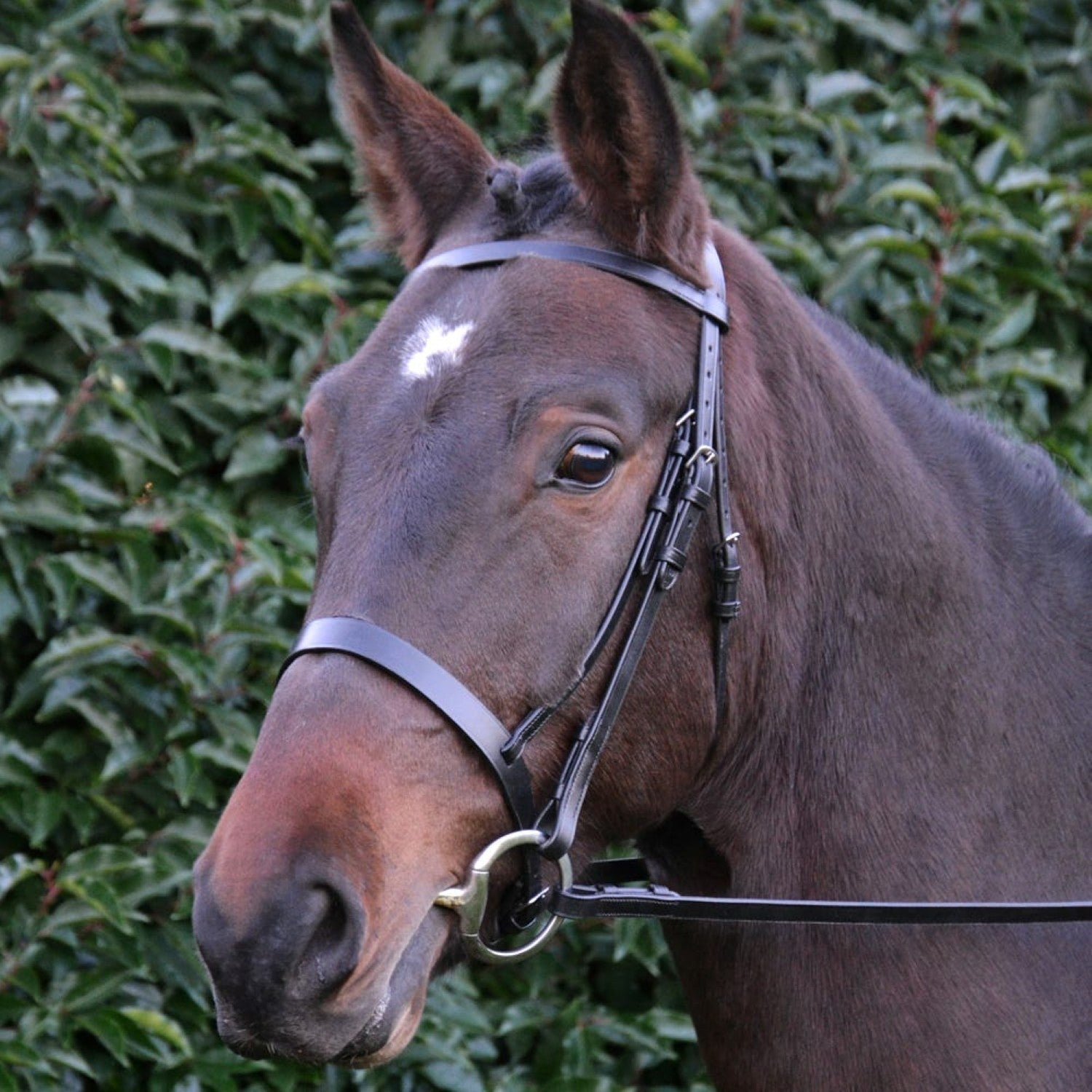 Hy Equestrian Hunter Bridle with Rubber Grip Reins Hy Equestrian Hunter Bridle with Rubber Grip Reins