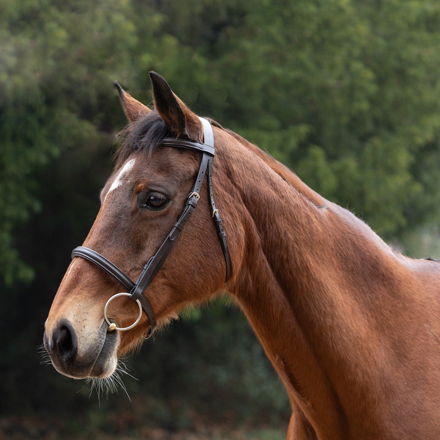 Hy Equestrian Padded Cavesson Bridle with Rubber Grip Reins - Pony 1/2'' Hy Equestrian Padded Cavesson Bridle with Rubber Grip Reins - Pony 1/2''