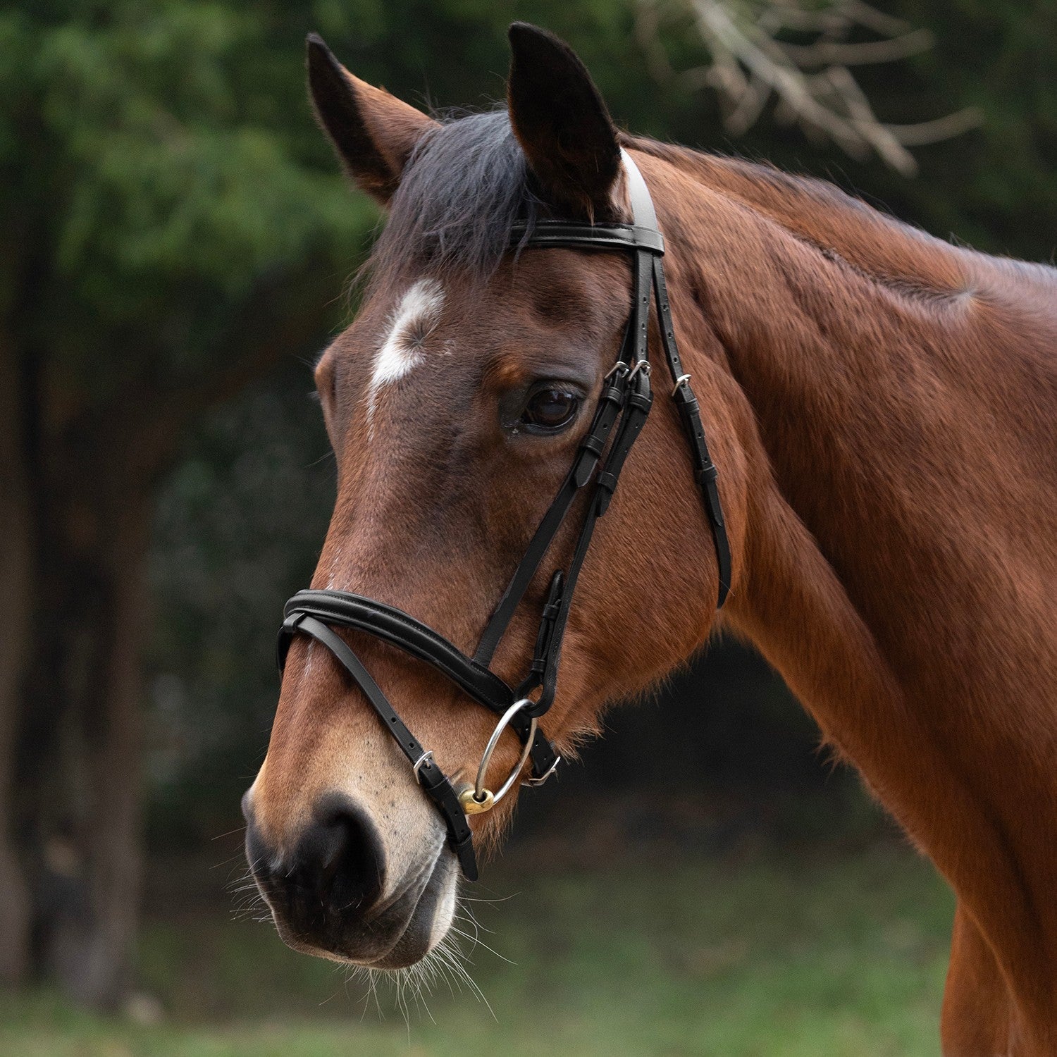 Hy Equestrian Padded Flash Bridle with Rubber Grip Reins - X Small 1/2'' Hy Equestrian Padded Flash Bridle with Rubber Grip Reins - X Small 1/2''