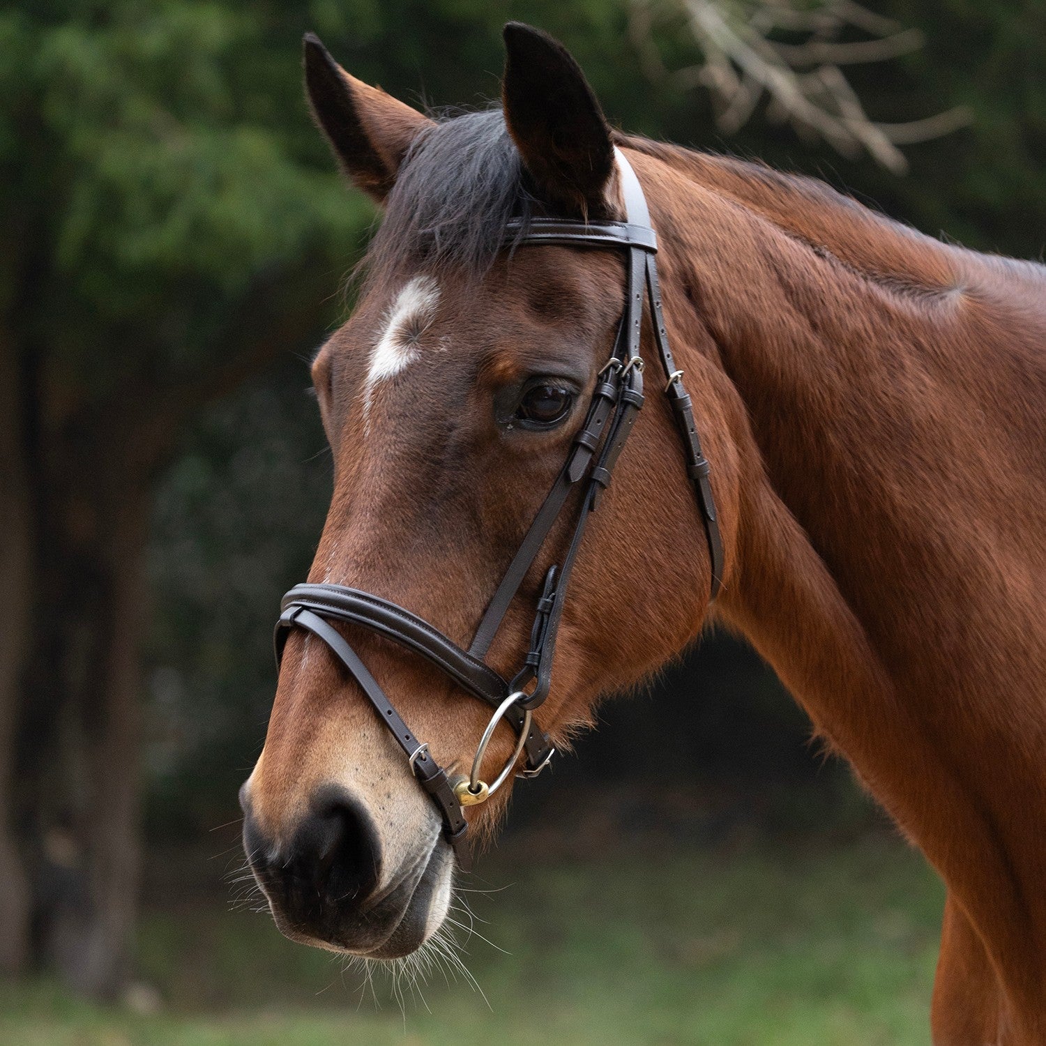 Hy Equestrian Padded Flash Bridle with Rubber Grip Reins - Full 5/8'' Hy Equestrian Padded Flash Bridle with Rubber Grip Reins - Full 5/8''
