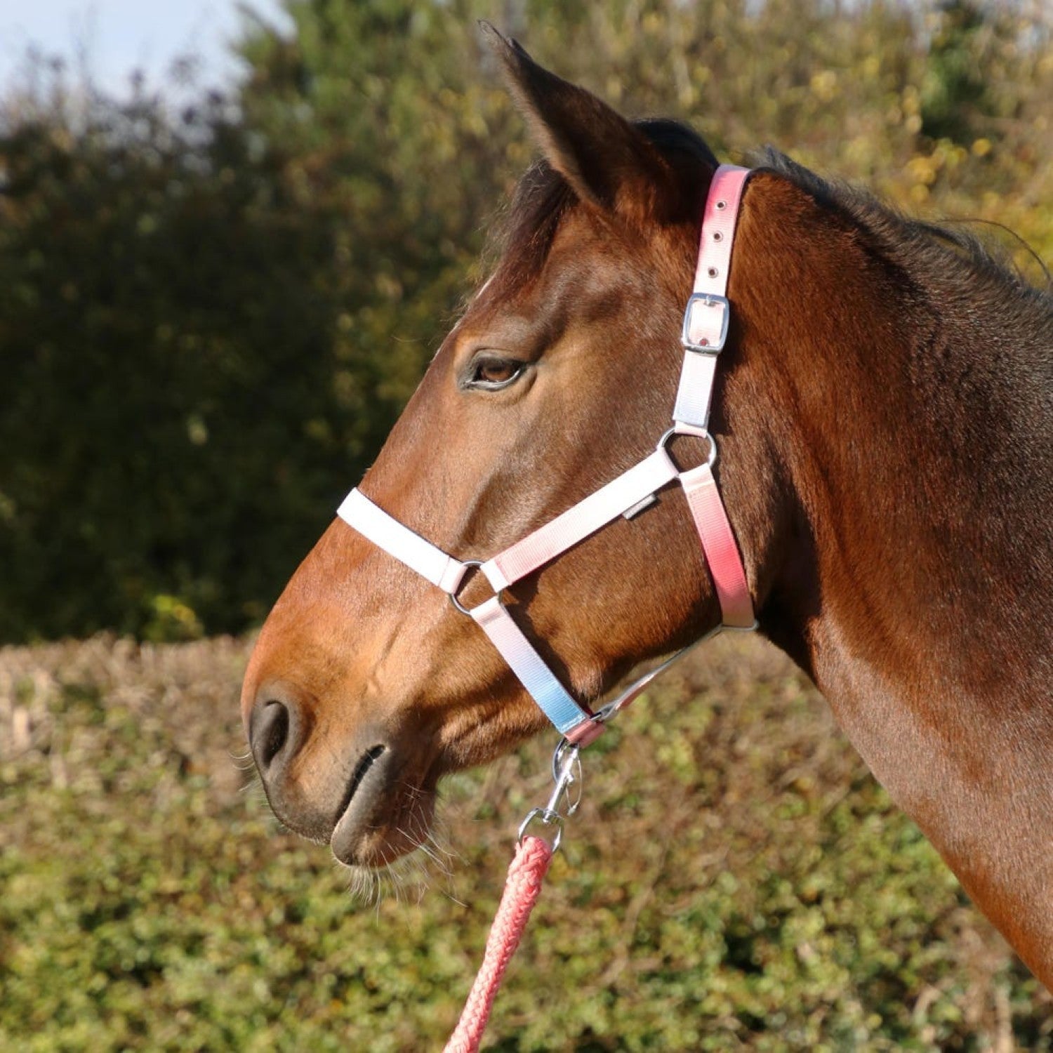 Hy Equestrian Ombre Head Collar & Lead Rope Hy Equestrian Ombre Head Collar & Lead Rope