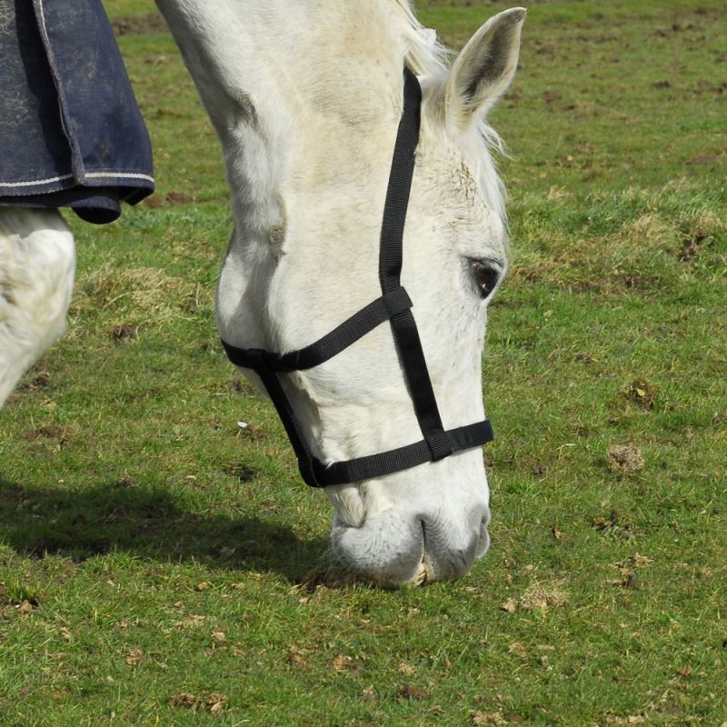 Rhinegold Field Safe Headcollar – Gentle, Metal-Free Safety for Your Horse Rhinegold Field Safe Headcollar – Gentle, Metal-Free Safety for Your Horse