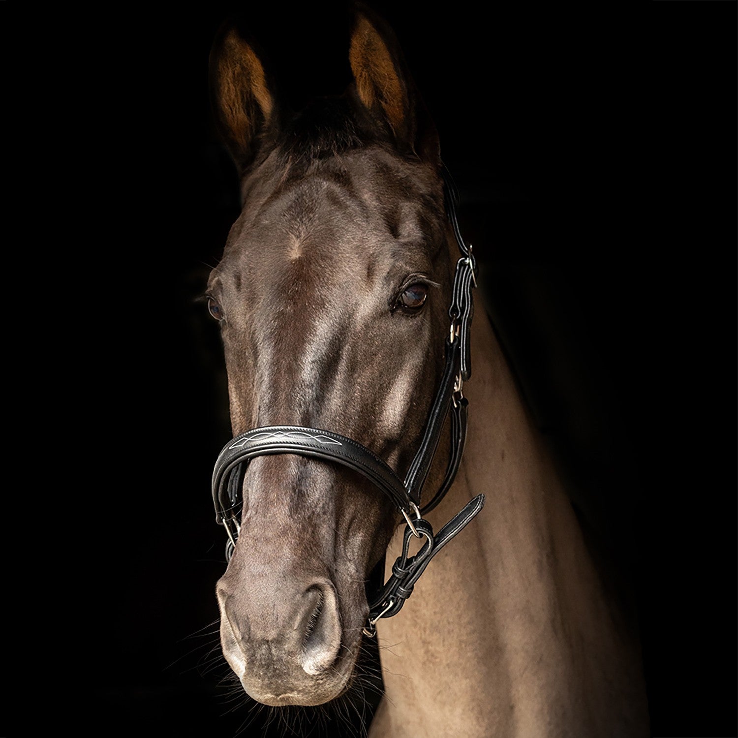 ProPresicce Softy Leather Head Collar by Hy Equestrian ProPresicce Softy Leather Head Collar by Hy Equestrian